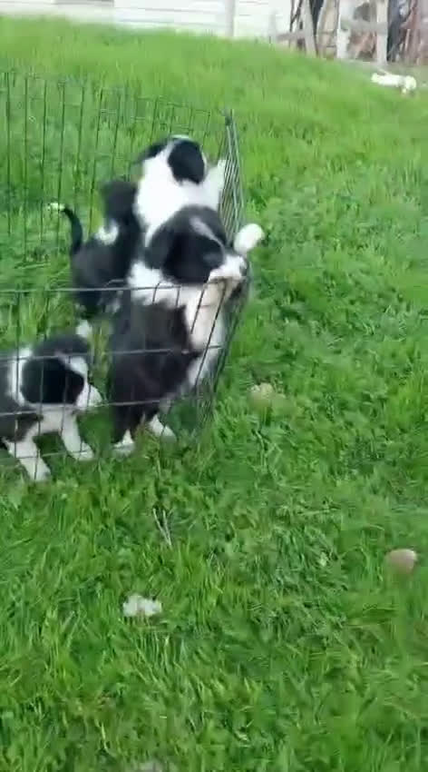 Border Collie perros en venta: Border collie  - Video 1