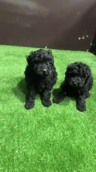 Caniche Enano perros en venta: CANICHE NEGRO - Video 1