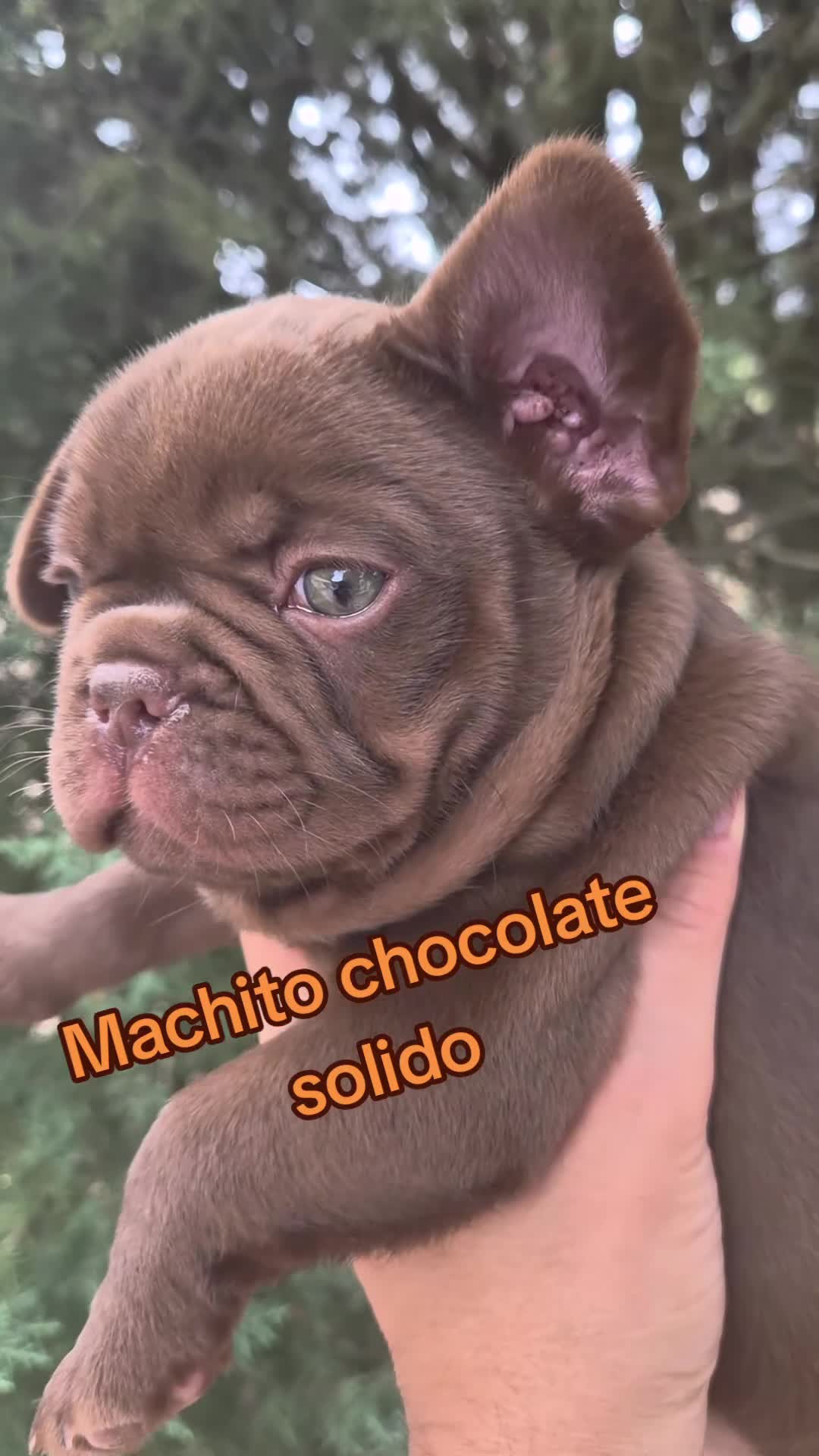 Bulldog Francés perros en venta: Machito - Video 1