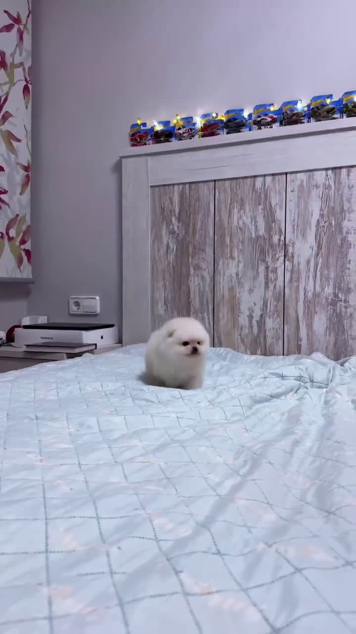 Pomerania perros en venta: Pomerania auténtico macho  - Video 2