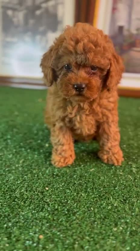 Caniche Toy perros en venta: Caniche toy !  - Video 1