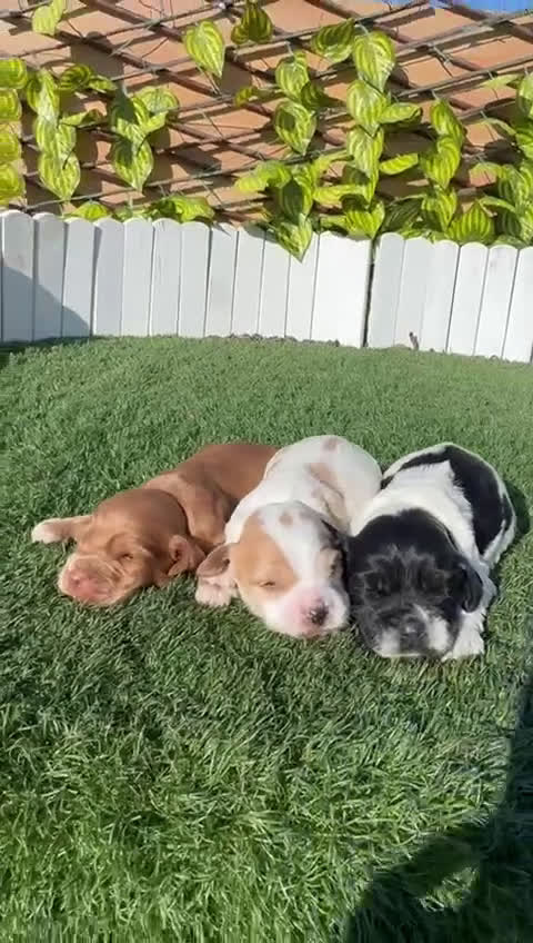 Cocker Spaniel Inglés perros en venta: COCKER SPANIEL INGLES - Video 2