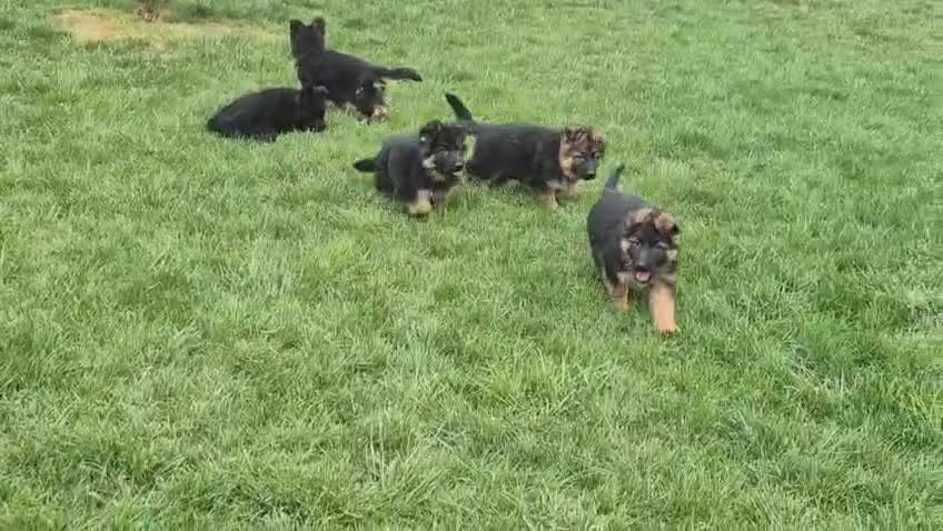 Pastor Alemán perros en venta: PASTOR ALENÁN - Video 1