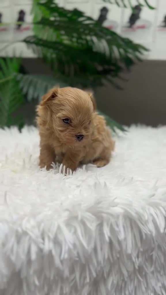 Maltipoo perros en venta: MALTIPOO COREANO 100% - Video 1