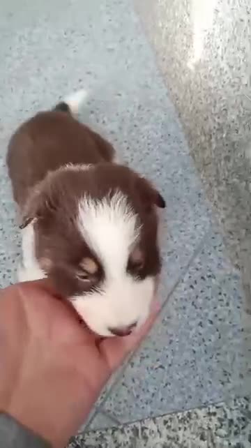 Border Collie perros en venta: Bordér collie  - Video 2