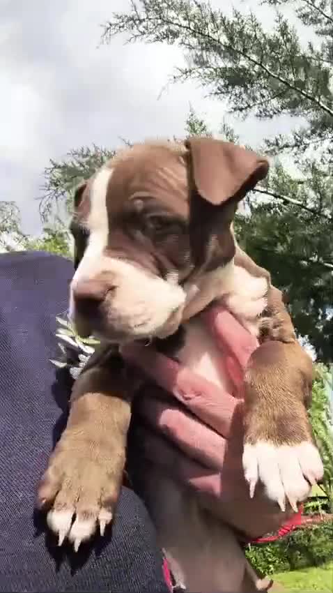 American Staffordshire-Terrier perros en venta: American stanfford terrier - Video 1