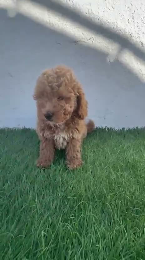 Caniche Toy perros en venta: Caniche toy - Video 2