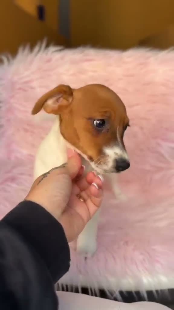 Jack Russell Terrier perros en venta: Hembra Jack russell - Video 1