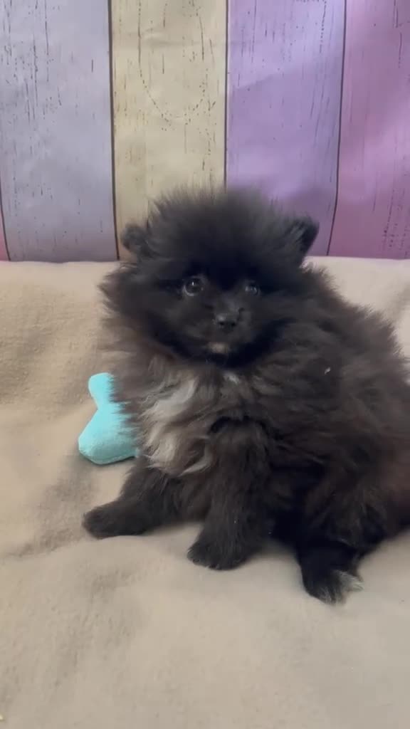 Pomerania perros en venta: Pomerania lista para entregar  - Video 1