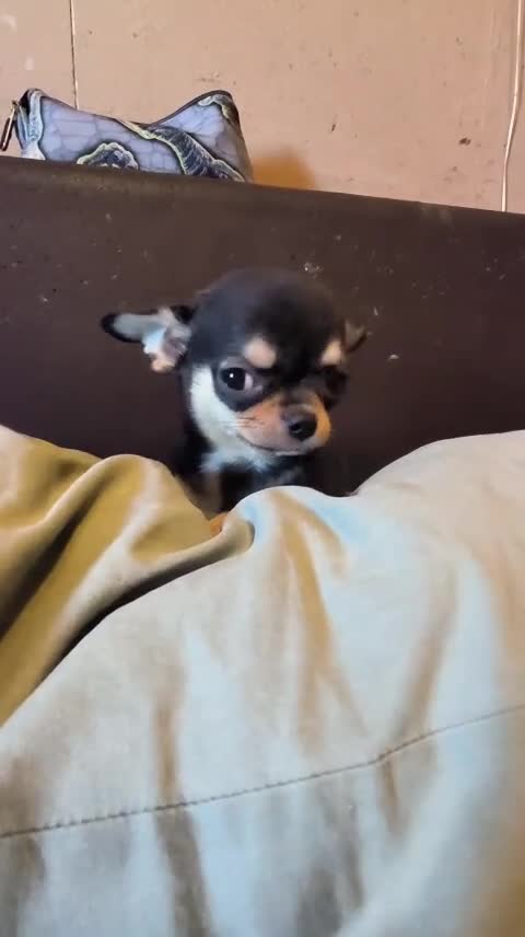 Chihuahua perros en venta: Cachorro de Chihuahua - Video 1