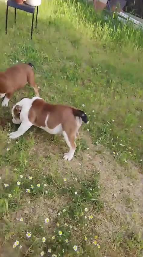 Bulldog Inglés perros en venta: Bulldog ingles  - Video 1