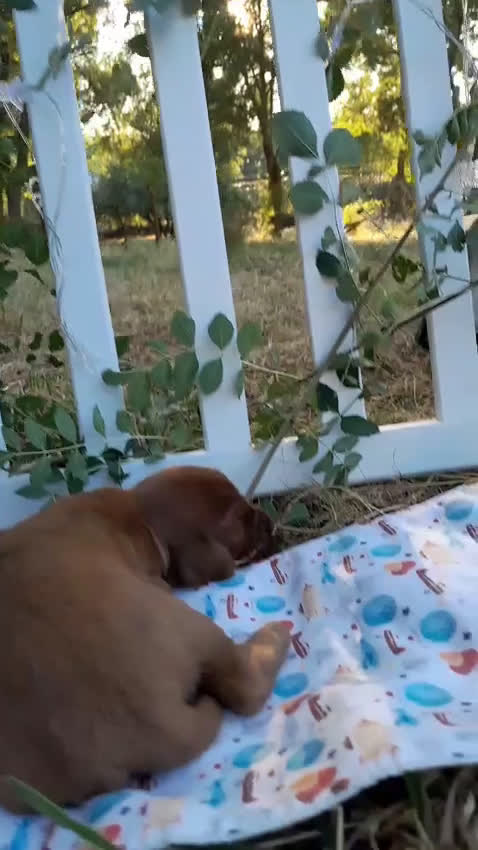 Setter Irlandés Rojo perros en venta: Camada raza Setter Irlandes - Video 2