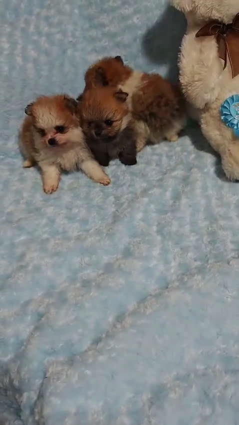 Pomerania perros en venta: POMERANIA - Video 2