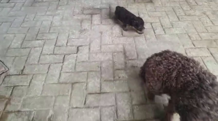 Perro de Agua Español perros en venta: perros de agua color chocolate  - Video 3