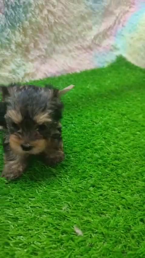 Yorkshire Terrier perros en venta: Hembrita de Yorkshire terrier en Madrid  - Video 1