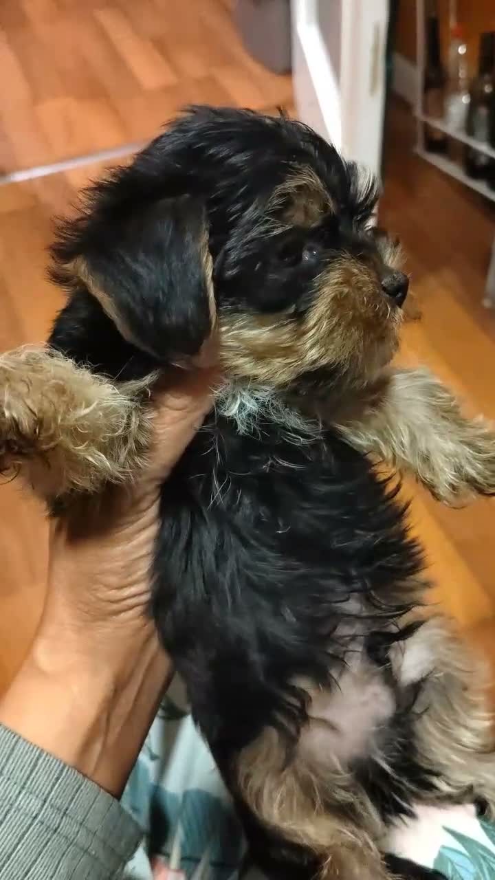 Yorkshire Terrier perros en venta: Nueva Camada de Yorkshire Toy - Video 2