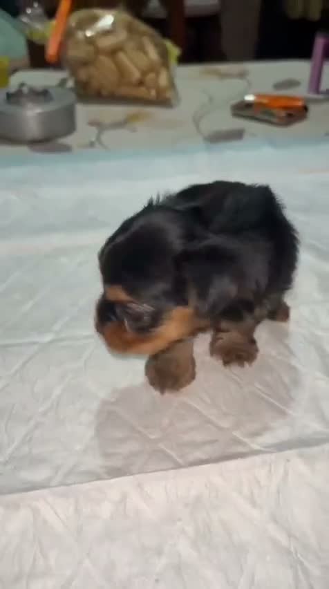 Yorkshire Terrier perros en venta: Yorkshire toy - Video 2