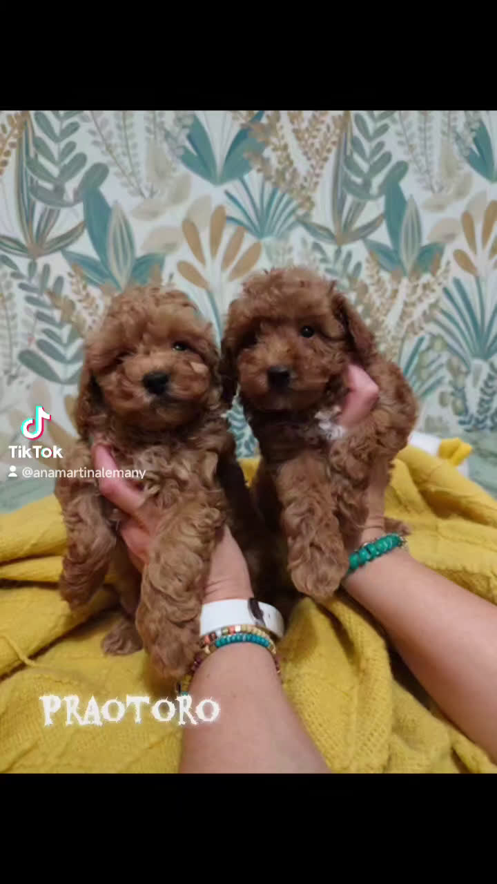 Caniche Toy perros en venta: Hembra disponible  - Video 1