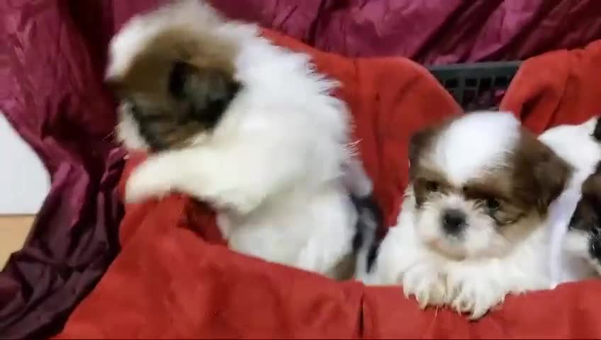 Shih Tzu perros en venta: SHIH TZUS EXCLUSIVOS  - Video 1