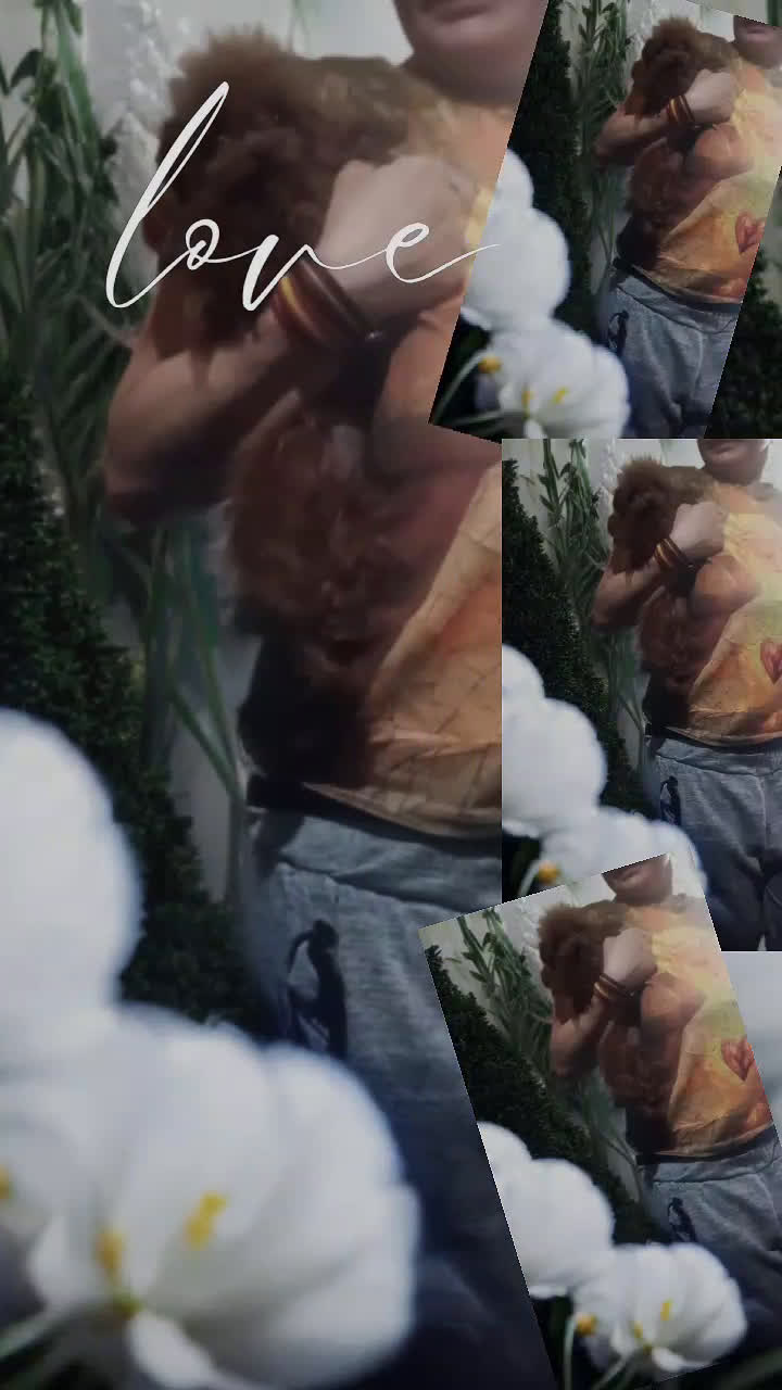 Caniche Toy perros en venta: Caniche toy rojo asiatico 50% - Video 2