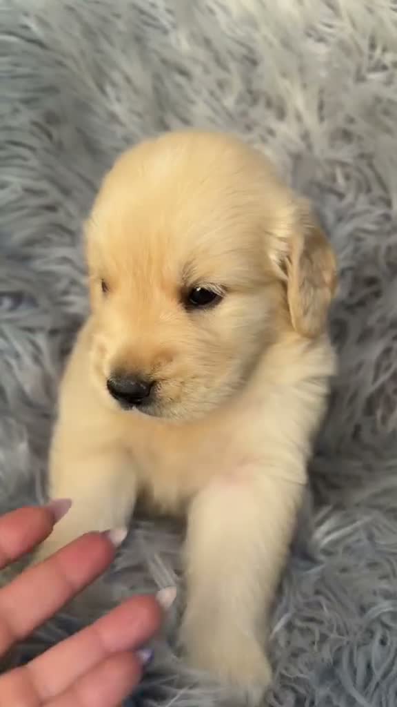 Golden Retriever perros en venta: Golden retriever macho - Video 1