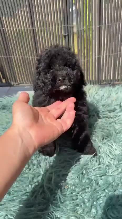 Caniche Toy perros en venta: Caniche Toy garantizado  - Video 1