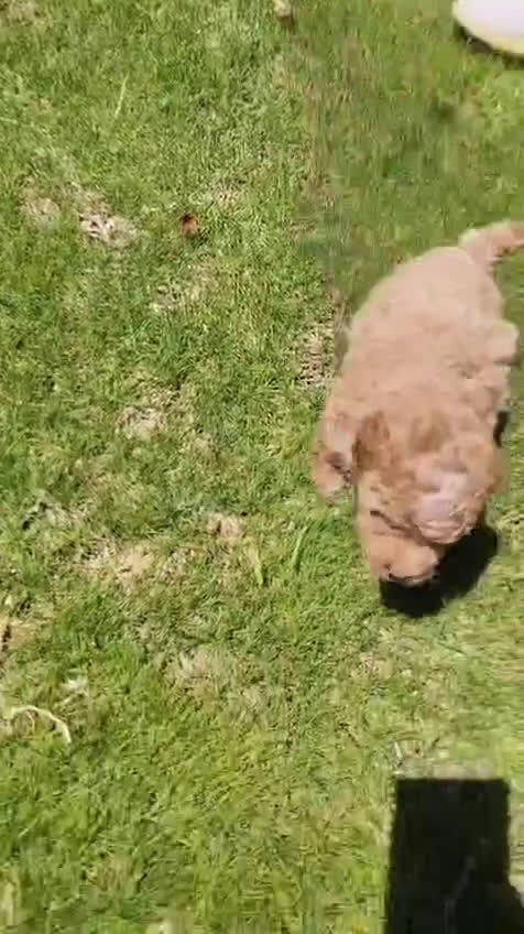 Caniche Toy perros en venta: Caniche toy  - Video 3