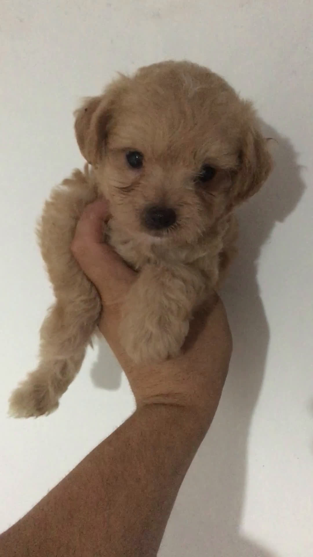 Maltipoo perros en venta: MALTIPOO GRAN CALIDAD  - Video 1