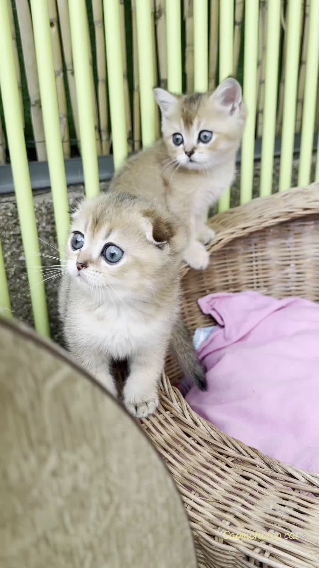 Scottish Fold gatos en venta: Gatitos British y Scottish Fold  - Video 2