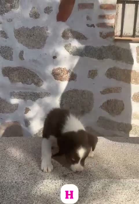 Border Collie perros en venta: BORDER COLLIE CHOCOLATE CACHORRO - Video 1