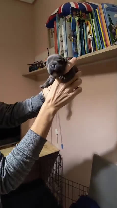 American Bully perros en venta: American bully exotic  - Video 4