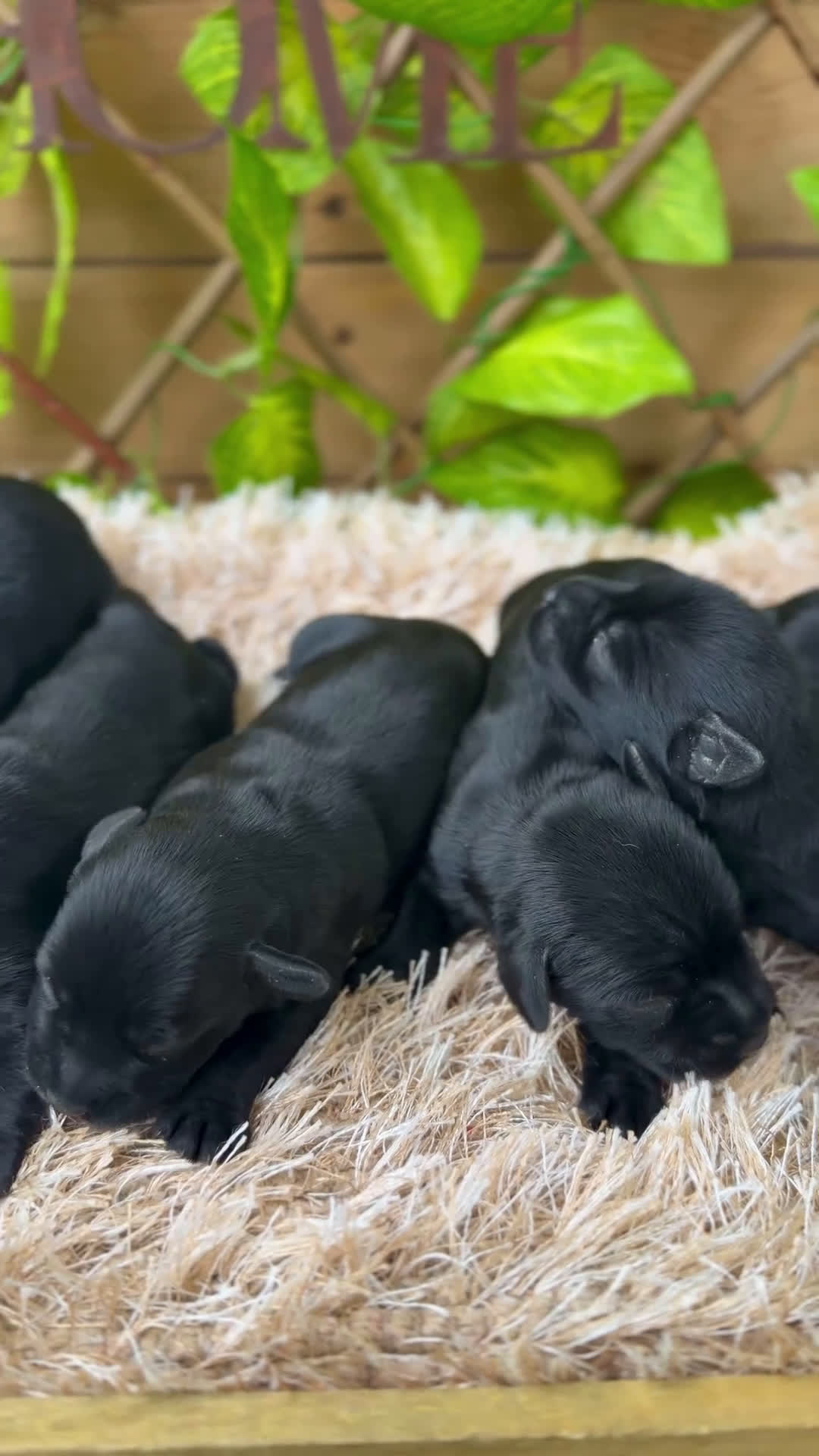 Schnauzer Miniatura perros en venta: Camada de Dasy  - Video 1