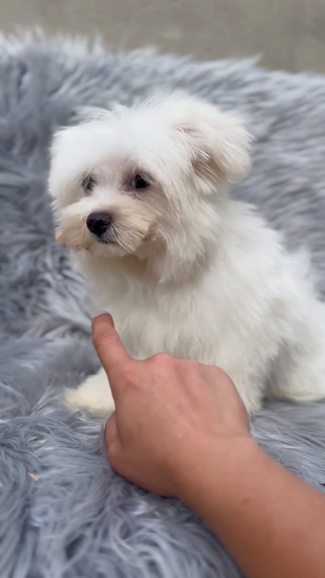 Bichón Maltés perros en venta: BICHÓN MATES LÍNEA AMERICANA - Video 1