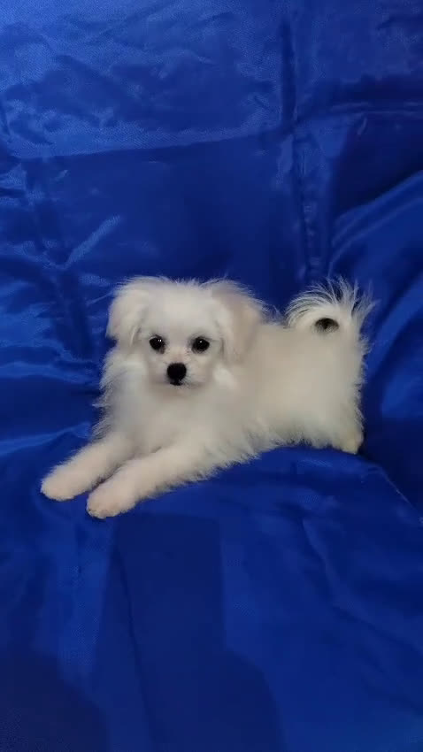 Otras razas perros en venta: Cachorro de Bichón Maltés  en Segovia - Video 1