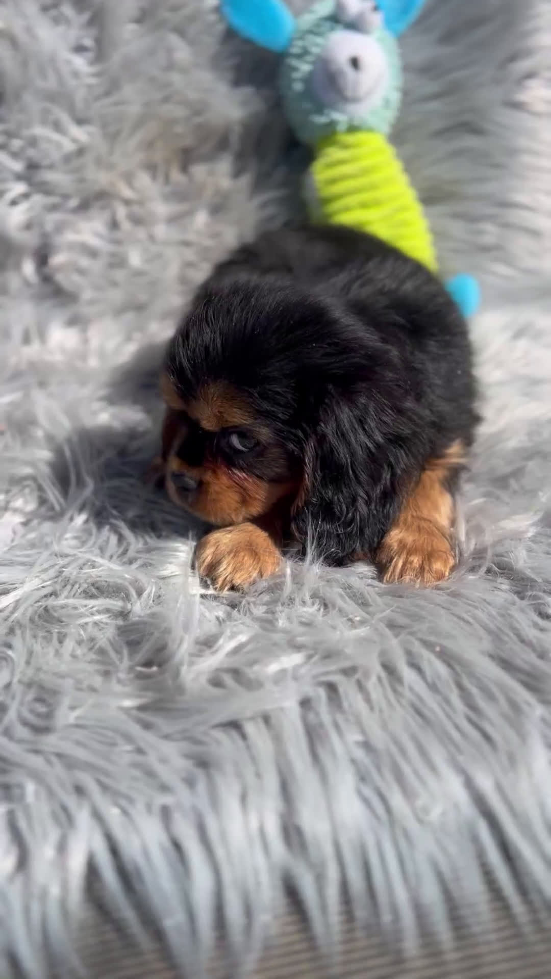 Cavalier King Charles Spaniel perros en venta: Cavalier bicolor macho  - Video 1