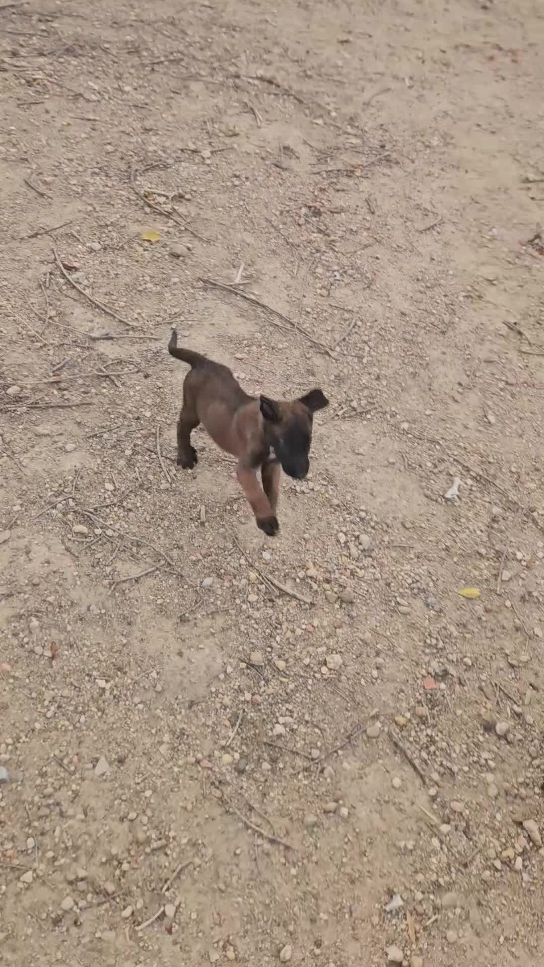 Pastor Belga Malinois perros en venta: Cachorros malinois - Video 1