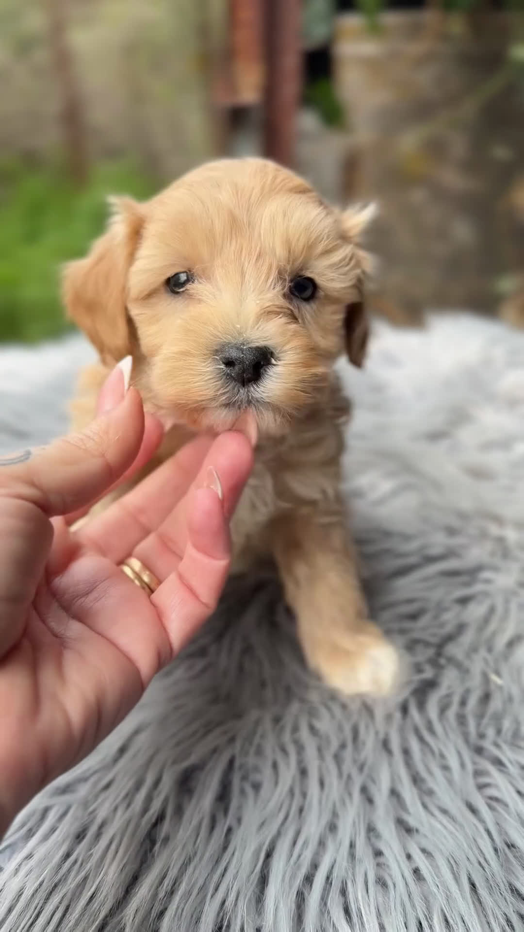 Maltipoo perros en venta: Maltipoo macho Apricot Toy  - Video 1