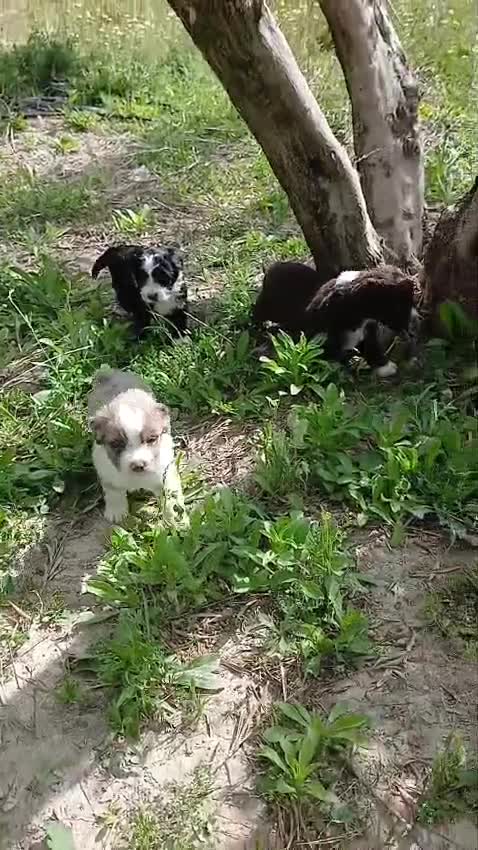 Otras razas perros en venta: AUSTRALIAN WATER DOG - Video 3