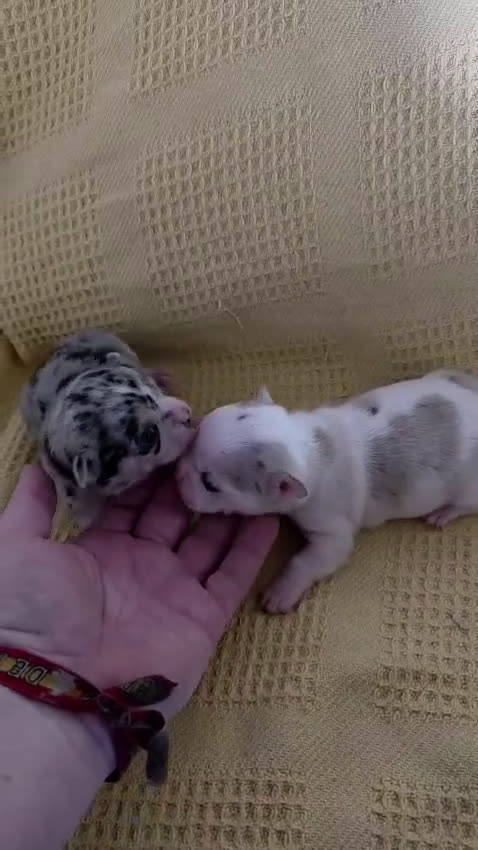 Chihuahua perros en venta: Chihuahua Toy  - Video 1