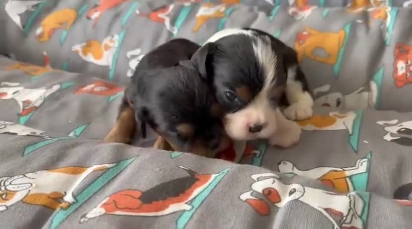 Cavalier King Charles Spaniel perros en venta: Cavalier machos  - Video 1