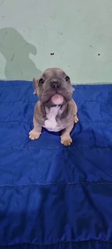 Bulldog Francés perros en venta: Bulldog francés machos Fawn ojos claros  - Video 1
