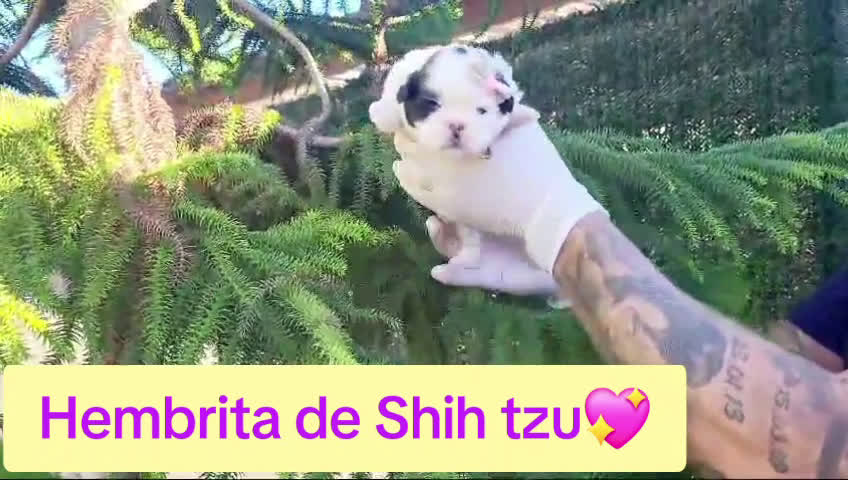 Shih Tzu perros en venta: Cachorritos de shihtzu preciosos!! en Valencia - Video 2