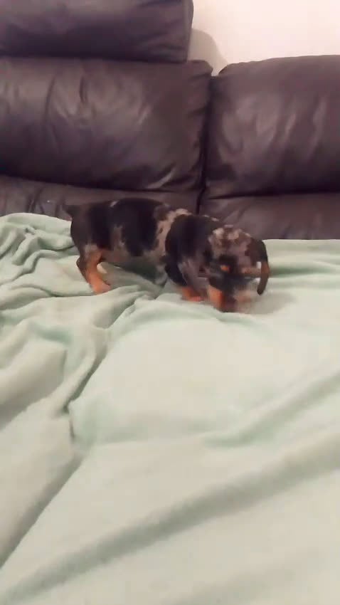 Teckel Miniatura perros en venta: CACHORROS DE TECKEL  - Video 1