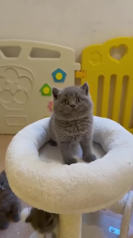 Británico de Pelo Corto Azul gatos en venta: Exclusivos gatitos British Shorthair Blue y Lilac  - Video 1