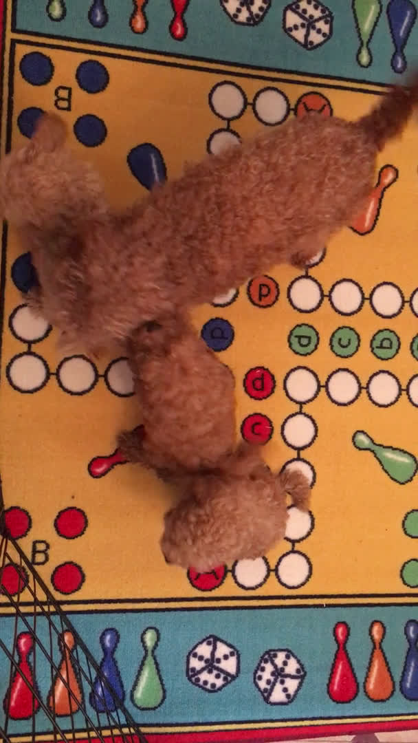 Caniche Toy perros en venta: CANICHES TOYS Y ENANOS GRAN CALIDAD  en Murcia - Video 1