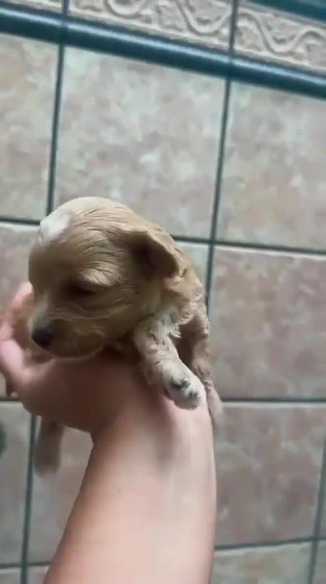 Maltipoo perros en venta: Maltipoo - Video 1