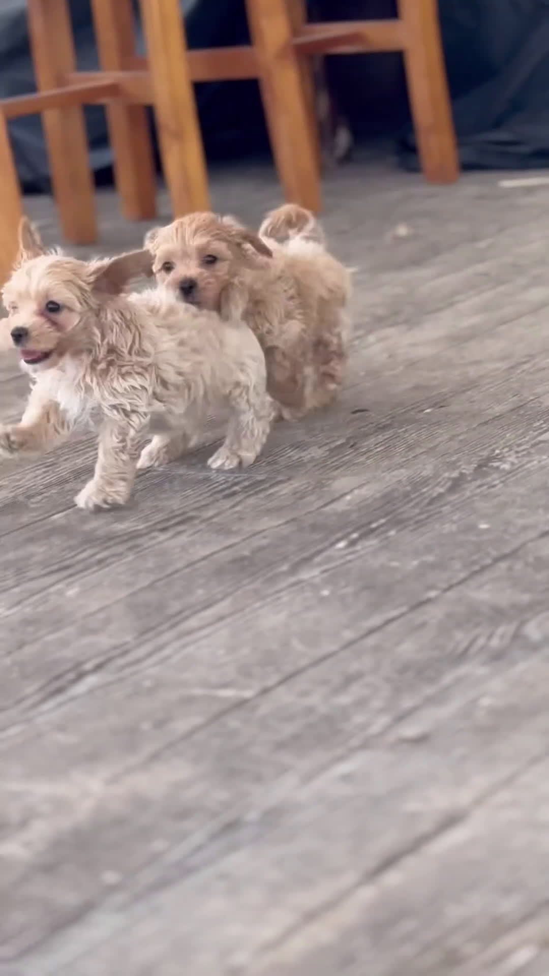 Maltipoo perros en venta: 🐶 SUNNY Y LAMBO, PEQUEÑOS MALTIPOO 🐶 - Video 2