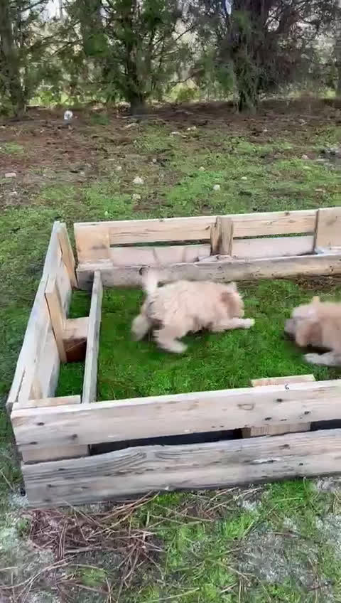 Caniche Enano perros en venta: Caniche enano apricot y rojo - Video 2