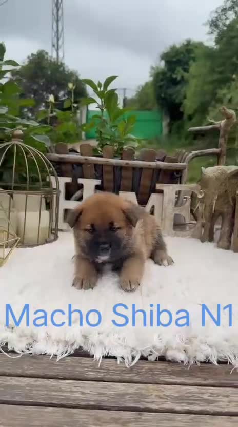 Shiba Inu perros en venta: Shiba Inu rojos preciosos inigualables  - Video 3