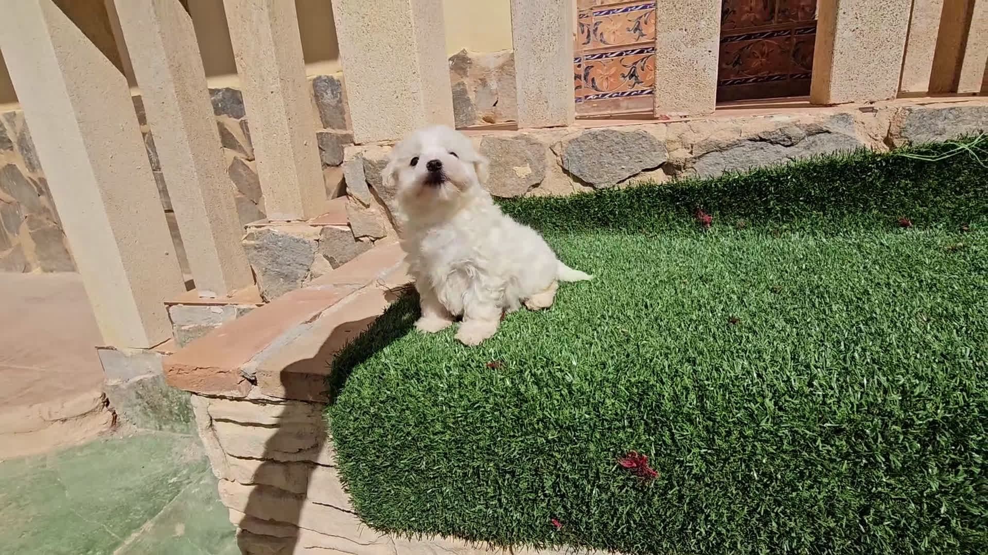 Bichón Maltés perros en venta: Espectaculares cachorritos de bichón maltés - Video 1
